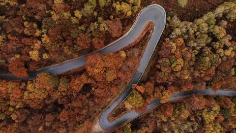 Aerial view down of the red forest in autumn with a road Stock Photos