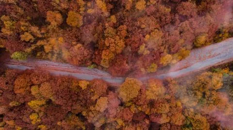 Aerial view down of the red forest in autumn with a road Stock Photos