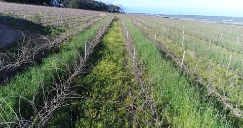 Aerial view down a row of a vineyard Stock Footage 100638533