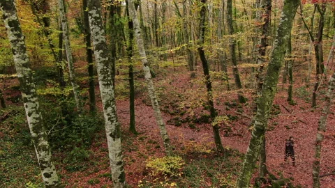 Aerial View Down from the Top of the Trees in Early Autumn Stock Footage 143533783