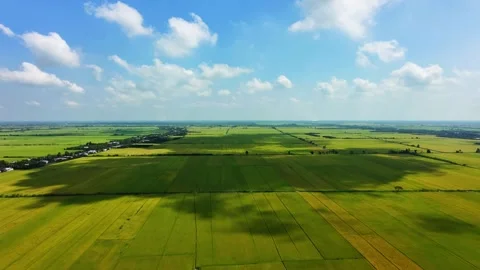 Aerial view of dramatic cloud shadows on vast green rice fields Vídeos de archivo 335859014