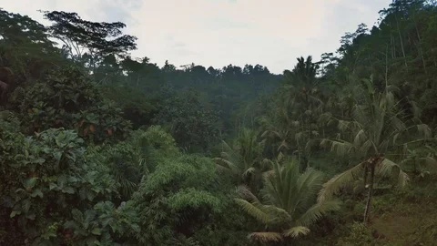 Aerial view of dramatic jungle Bali Indonesia 6 Stock Footage 121358995