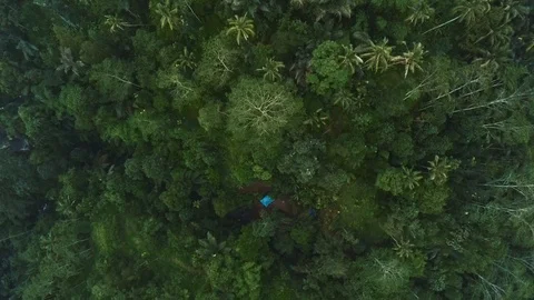 Aerial view of dramatic jungle Bali Indonesia 3 Stock Footage 121359110