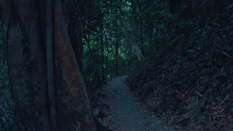 Aerial view of dramatic jungle Stock Footage 109151997