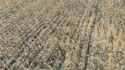 Aerial view of dried fields. Damaged crop concept. Vídeo Stock 97148603