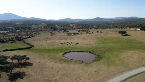 Aerial view of drinker in livestock fields Stock Footage 260403442