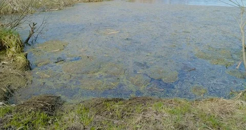 Aerial view of dron flies over marshland with sparse thickets Stock Footage 105215054