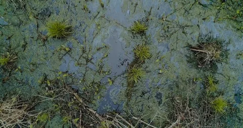 Aerial view of dron flies over marshland with sparse thickets Stock Footage 118586643