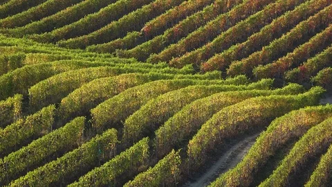 Aerial view from a drone of aligned rows of vineyards in Langhe Stock Footage 85321978