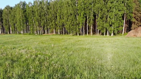 Aerial view from a drone approaching the forest Stock Footage 120241698