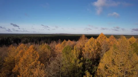Aerial view from a drone of an autumn deciduous forest. Stock Footage 163695595