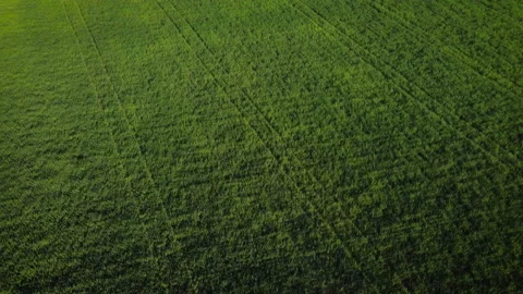 Aerial view drone camera fly over green field. Stock Footage. Agriculture food Stock Footage 163677957