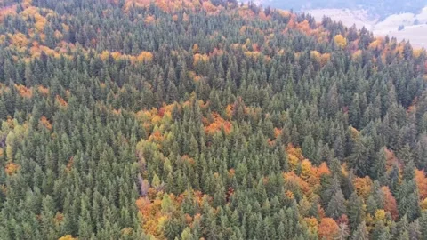 Aerial view, drone camera flying over green pine trees Stock Footage 141866410