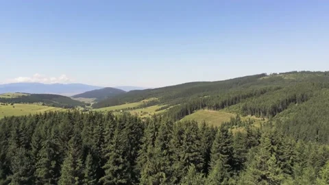 Aerial view, drone camera moving back over pine forest Stock Footage 138757045