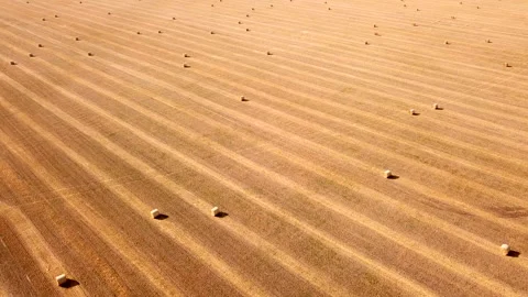 Aerial view from the drone of a chamfered field and haystacks after harvesting Video stock 157935951