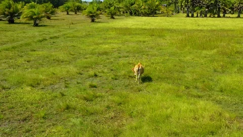 Aerial view from a drone of cows in a green field Stock Footage 110782818