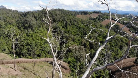 Aerial view drone: Dead Trees on a hillside Stock Footage 100577883