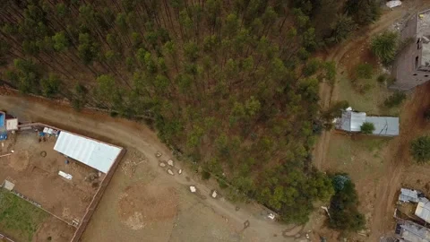 Aerial view from drone descending from a pine forest in the Peruvian highlands Stock Footage 164564372