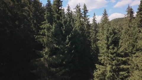 Aerial View of Drone Emerging Above Dense Pine Tree Canopy to Reveal Bijambare  Vídeo Stock 342715527