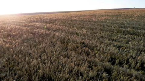 Aerial view from drone on endless wheat field Stock Footage 157821506