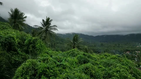 Aerial view drone flies between palm trees to mountains with thunderclouds Stock Footage 225888939