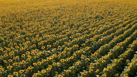 Aerial view drone flies forward to endless agricultural field yellow sunflowers Stock Footage 119033868