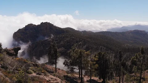 Aerial view - drone flies over pine trees in the mountains above the clouds Stock Footage 113228898