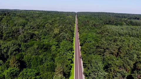 Aerial view. A drone flies past a narrow road near a large pine tree  Stock Footage 134491561