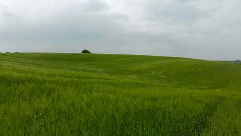 Aerial view. drone flight across green field Video stock 90276307