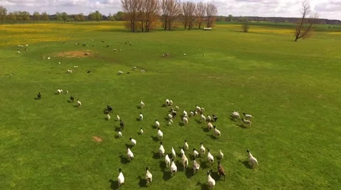 Aerial view Drone flight over running sheeps on green meadow Stock Footage 62932728