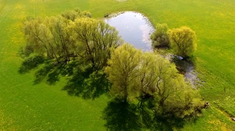 Aerial view Drone flight over green meadow with trees and a small lake Stock Footage 62939728