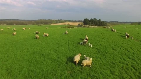 Aerial view Drone flight over running sheeps on green meadow Stock Footage 62941331