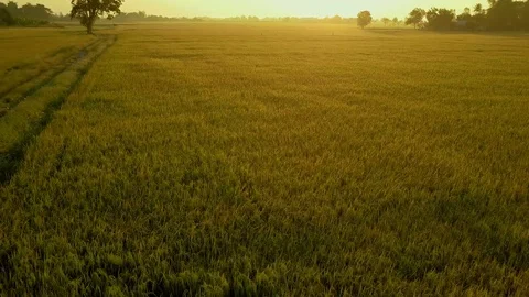 Aerial view from drone flight over the paddy fields Stock Footage 84196542