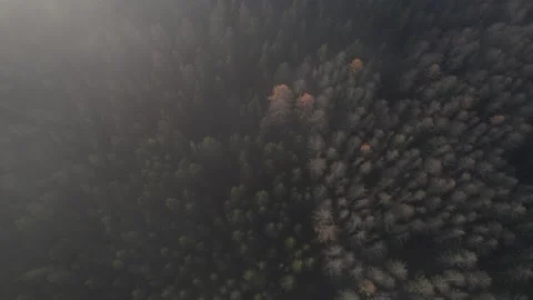 Aerial view, drone flight over the autumn foggy coniferous forest. Stock Footage 164197500