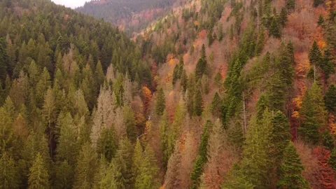 Aerial view of drone flight over autumn forest Stock Footage 254964137