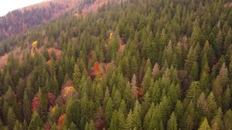 Aerial view of drone flight over autumn forest Stock Footage 254984869