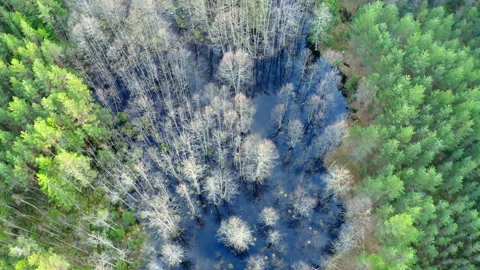 Aerial view. Drone flight over the forest in spring. Video stock 318368518