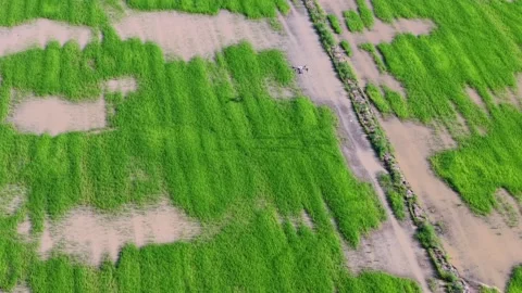 Aerial View of Drone Fly at Green Rice Field with Water Irrigation Stock Footage 339835172