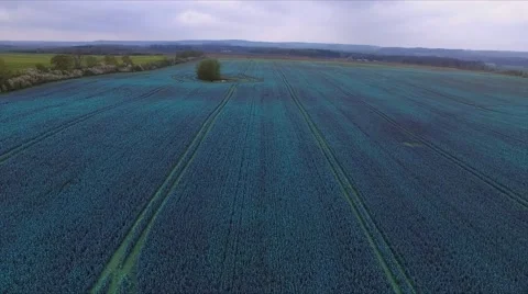 Aerial view Drone fly over blue agricultural field - bird view Stock Footage 62939276
