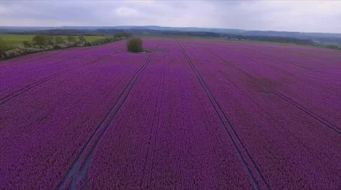 Aerial view Drone fly over purple agricultural field - bird view Stock Footage 62940767