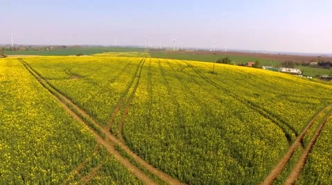 Aerial view  Drone fly over agricultural field - bird view Stock Footage 62942368