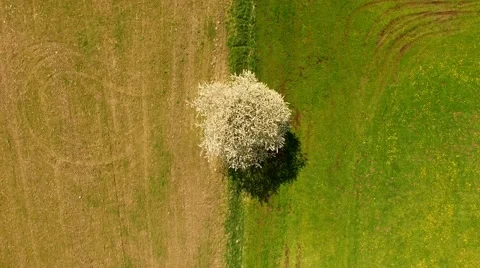 Aerial view Drone fly over agricultural field - bird view Stock Footage 62943851