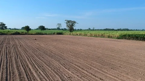 Aerial view of drone fly over of sugar cane field Video stock 98918981