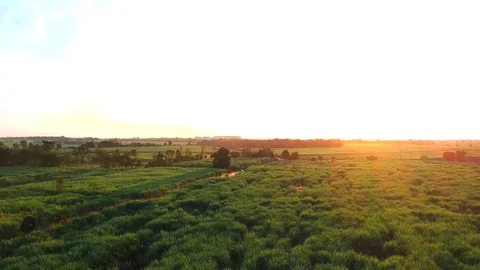Aerial view of drone fly over of sugar cane field sunset. Stock Footage 98919177