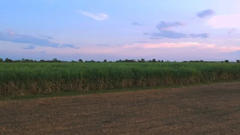 Aerial view of drone fly over of sugar cane field Stock Footage 98919329