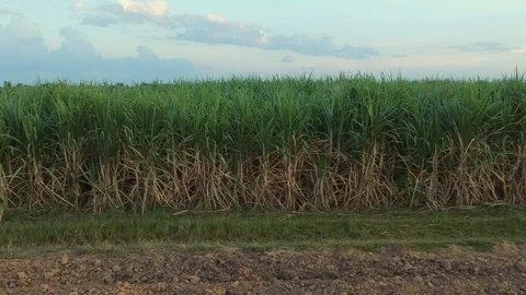 Aerial view of drone fly over of sugar cane field Stock Footage 98919443
