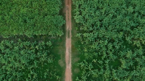Aerial view of drone fly over of sugar cane field Видео 98919512