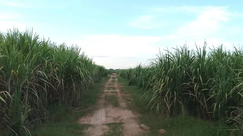 Aerial view of drone fly over of sugar cane field Video stock 98919727