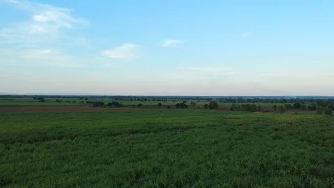 Aerial view of drone fly over of sugar cane field Video stock 98919736