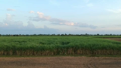Aerial view of drone fly over of sugar cane field Stock Footage 98920082